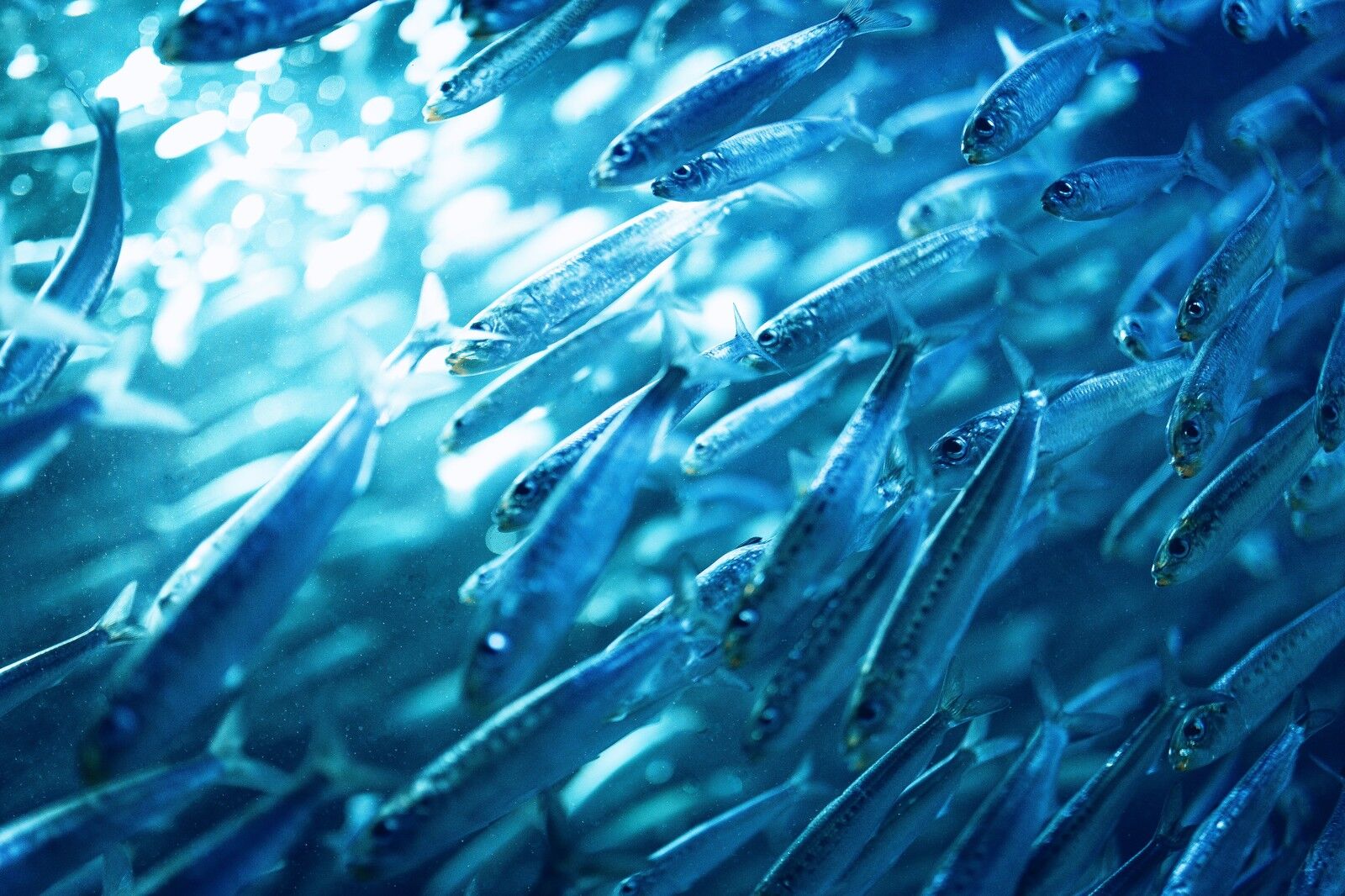 魚群2
